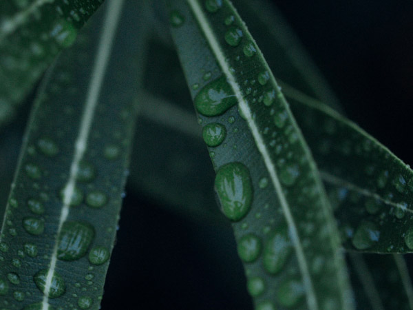 ${\Green leaves with raindrops}