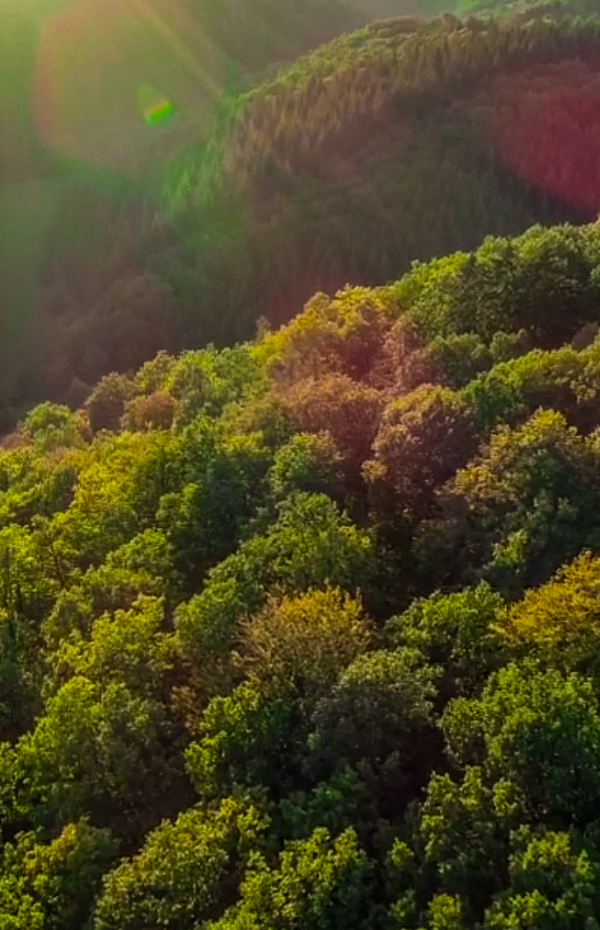 Thank you! NATURE banner